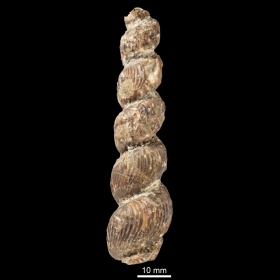 Yezoceras miotuberculatum標本-1