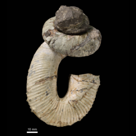 Nostoceras hetonaiense