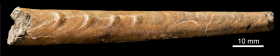 Baculites tanakae