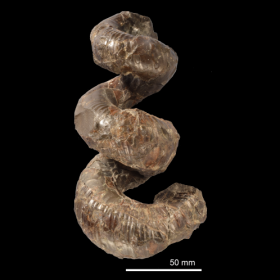 Hyphantoceras oshimai