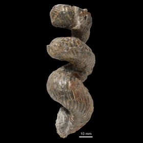 Eubostrychoceras otsukai