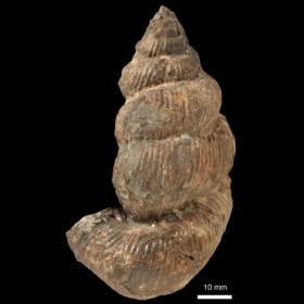 Eubostrychoceras indopacificum標本-1