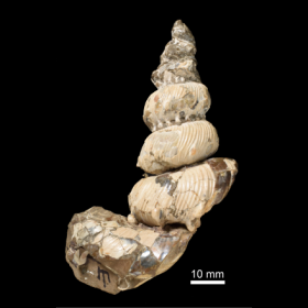 Yezoceras nodosum