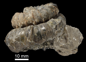 Muramotoceras yezoense標本-1