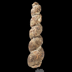 Yezoceras miotuberculatum