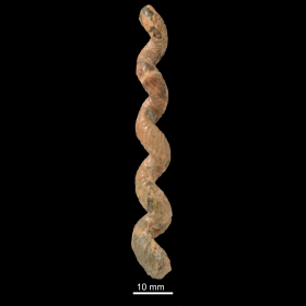 Hyphantoceras orientale