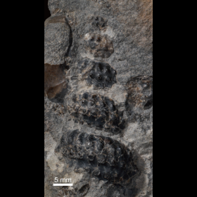 Mariella sp.