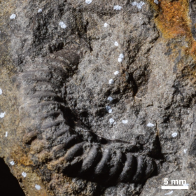 Stomohamites sp.