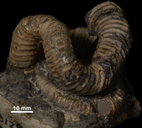 Nipponites occidentalis