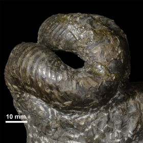 Nipponites mirabilis