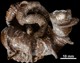 Nipponites mirabilis