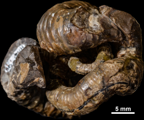 Nipponites mirabilis