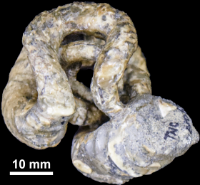 Nipponites mirabilis