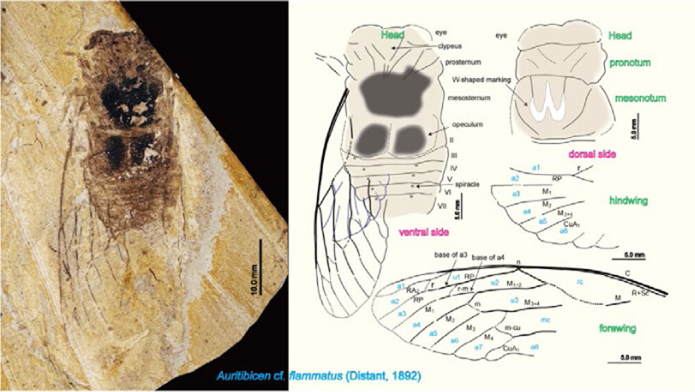 Aiba and Hayashi.jpg